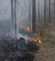 Лесные пожары – беда, уничтожающая национальные богатства