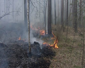 Лесные пожары – беда, уничтожающая национальные богатства